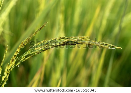 ear of rice in rural  green fields