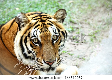 Tiger face portrait