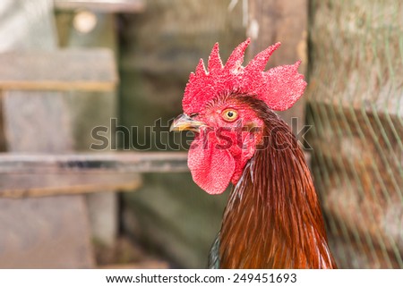 head cock with red comb in farm