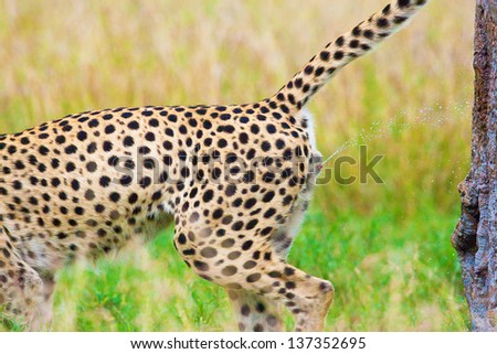 the leopard marks the territory of the possession. Kenya, national park