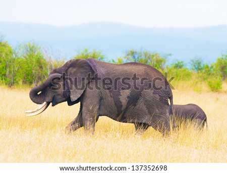 Walking african elephants mother and baby (Masai Mara, Kenya)