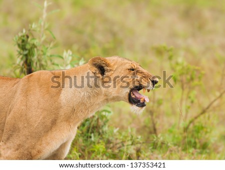 Profile of a beautiful female lion or lioness