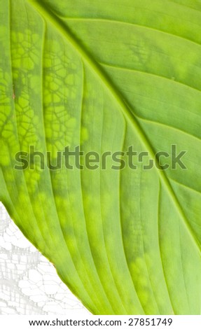 close up macro shot of green leaf vegetation with white lace shades