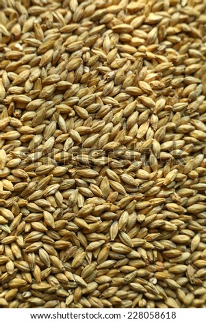 Pile of malted barley grains forming a uniform texture