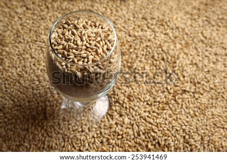 Beer glass full of barley malt standing on malt grains