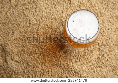 Glass full of light beer standing on barley malt grains