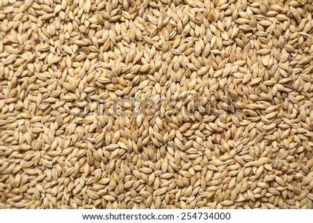 Pile of barley malt grain forming a uniform background texture