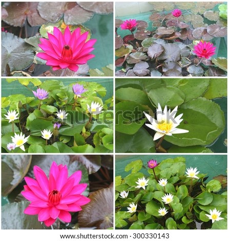 Collage of blooming Lotus flowers, a holy flower in the Buddhist religion