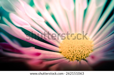 soft focus shot of beautiful wild flowers  with vintage color tone tuned