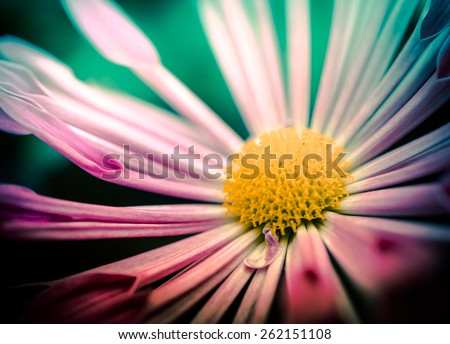 soft focus shot of beautiful wild flowers  with vintage color tone tuned