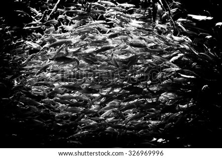 Sardine Fish Black and White Image