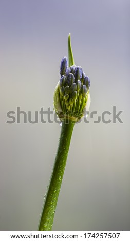 Agapanthus africanus (African lily), a native of the Cape of Good Hope in South Africa sighted at Cameron Highlands, Pahang, Malaysia