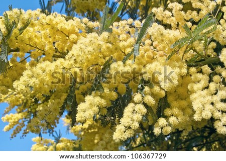 flowers of silver wattle, acacia dealbata