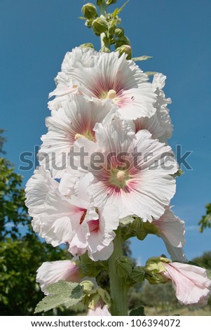 Common Hollyhock