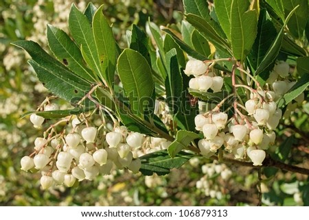 the small white flowers and foliage of the strawberry tree