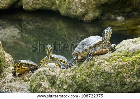 three specimens of yellow ear turtles, freshwater turtles