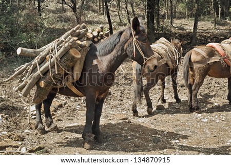 mule with a heavy load of wood on his packsaddle