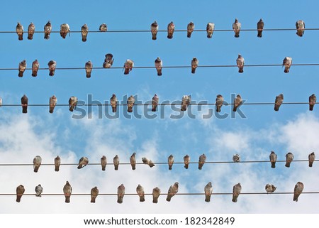 many pigeons placed on wires of the electricity grid