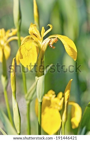 flower of yellow flag, water flag, yellow iris