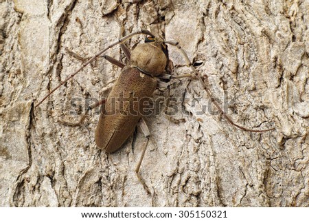 an exemplar of longhorn beetle or long horned