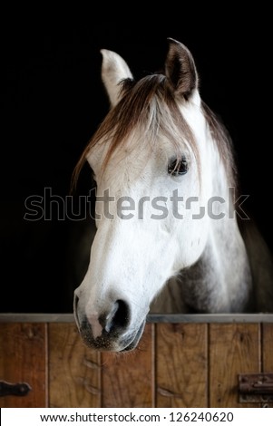 White and grey horse head in the stable staring. Black background.