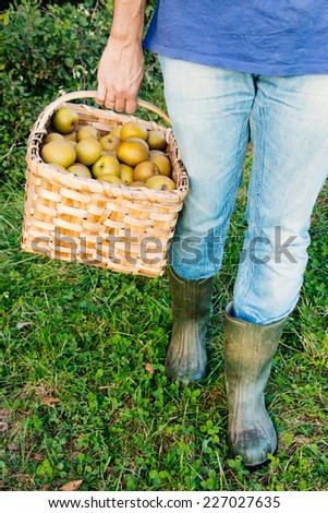 Legs of a country man with blue jeans and rain boots in the grass carrying a basket of pippin apples