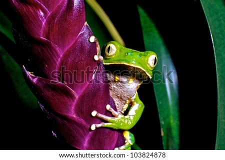 Monkey-frog  (Phyllomedusa burmeisteri)