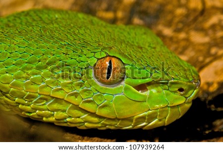 Trimeresurus Stejnegeri