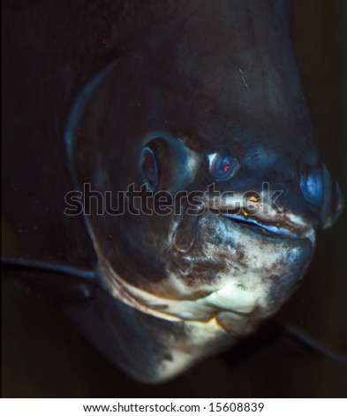 Hunting pirahna fish closeup. Fish head frontview.