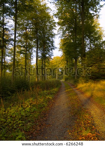 forest track in an autumnal forest