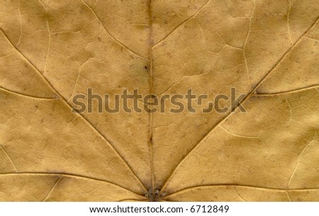 autumnal colored maple leaf detail