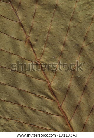dry chestnut leaf, detail