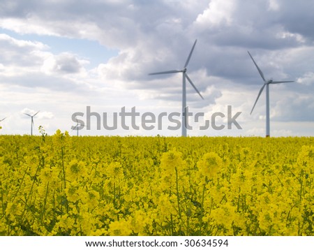 wind power plants in canola field with dark clouds, focus on nearest blossoms