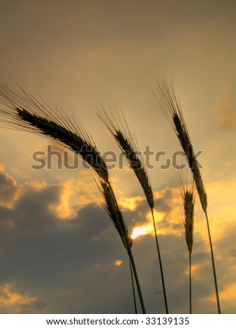 silhouettes of five barley ears, backlit in the evening with clouds in the sky