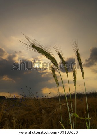 five barley ears,in the evening with clouds in the sky