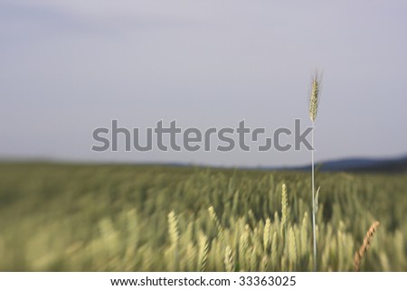 barley cob standing out from wheat field, photo taken with selective focus device