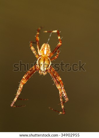macro photo of garden spider hanging down from a tree