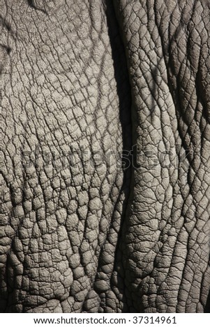 detail photo of a rhinos thick gray skin