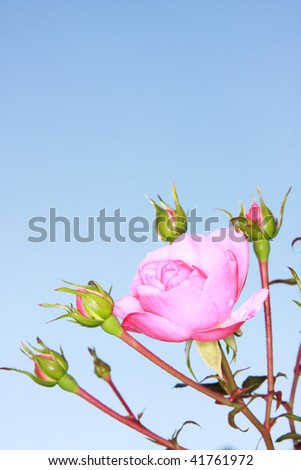 pink rose and blue sky