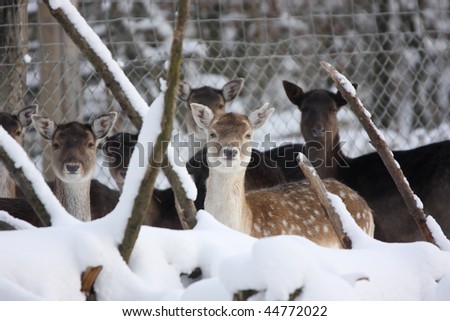 group of fallow deer does in winter looking at the viewer at the edge of a fenced off young forst plantation
