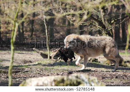 wolf carrying a lamb