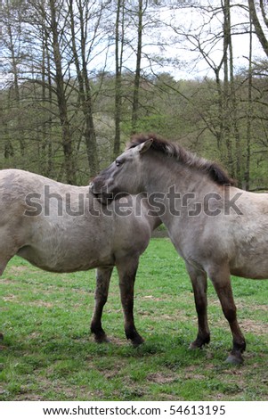 tarpan horses grooming eachother other with their teeth to get rid of the winter fur