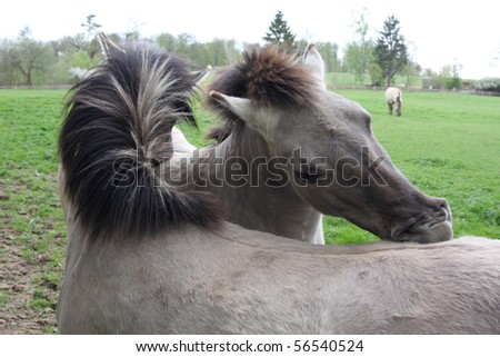 tarpan horses grooming eachother other with their teeth to get rid of the winter fur