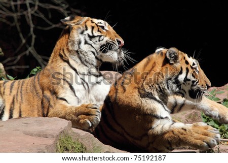 young tigers laying on a sunlit rock