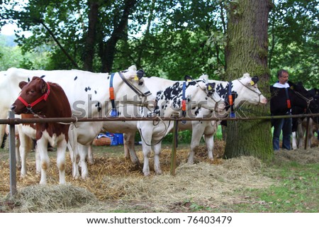 DIEMELSTADT-RHODEN, GERMANY - SEPTEMBER 12: Cattle wait to be presented in the 2011 cattle-show of Rhoder Viehmarkt on September 12, 2010 in Diemelstadt-Rhoden, Germany.