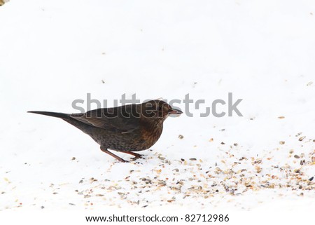female Common Blackbird on snow in winter