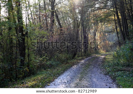 forest track in late autumn