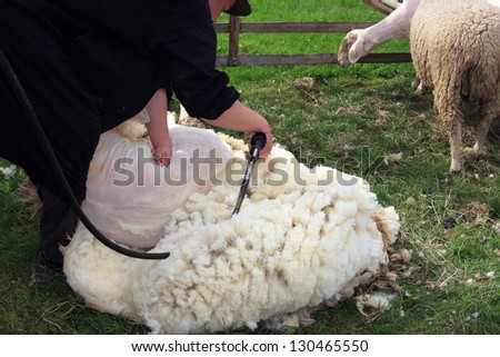 BAD AROLSEN, GERMANY - APRIL 29: a shepherd showing how to shear sheep at the arolsen castle, regional market  April 29, 2012 in Bad Arolsen, Germany