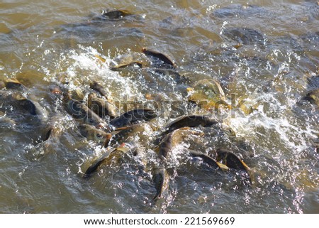 Common carps beeing fed in a pond