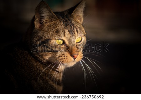 brown and black cat with green eyes